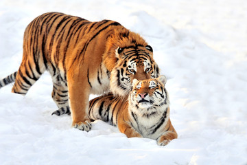 Fototapeta premium Tygrys w śniegu