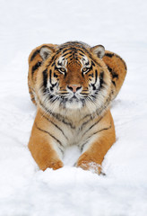 Naklejka premium Tygrys w śniegu