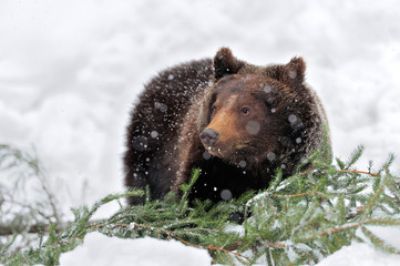 Bear in winter time