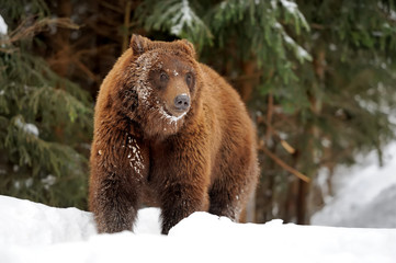 Fototapeta premium Bear in winter time