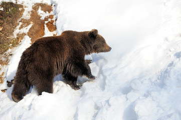 Obraz premium Bear in winter time