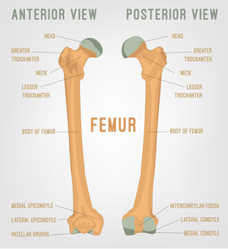 Human femur bones