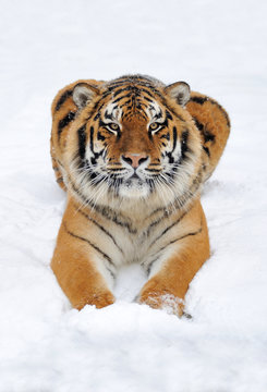 Tiger in snow