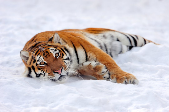 Tiger in snow