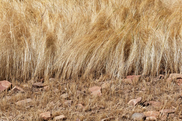 Detail of a teff field during harvest