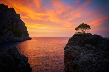Epic sunset over the sea with rocks and a tree