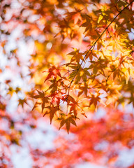 Maple leaves, Japan autumn season