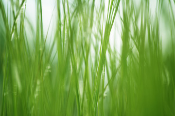 Textured green grass background