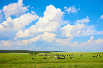 The herd of cows feeding on the meadow under blue sky with big clouds