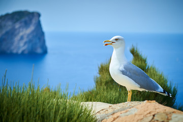 Speaking seagull sitting on a rock near the sea