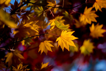 Fototapeta na wymiar Maple leaves, Japan autumn season