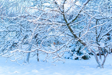 Fototapeta premium Winter snowy season