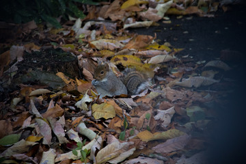 squirill eating nuts in autumn 