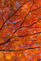 Maple leaves, Japan autumn season