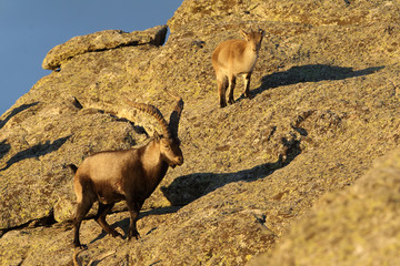 iberian wild goat