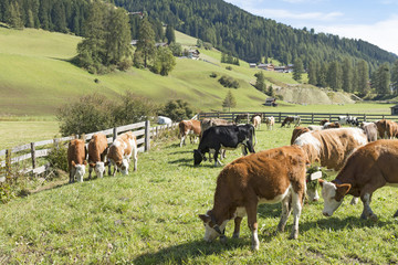 Fototapeta na wymiar Italien, Dolomiten, Hochpustertal, weidende Kühe bei Sexten.