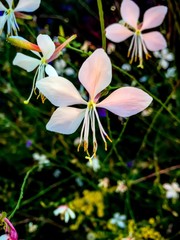 Fototapeta premium white and pink orchid in jungle
