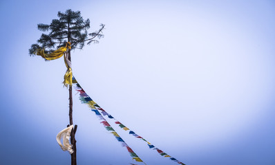 Obraz premium Buddhist Tibetan colourful prayer flags tied to high pine tree and blowing in the wind, Annapurna track, Himalayas.