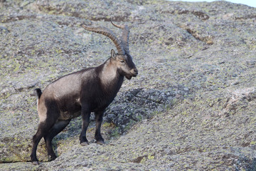 iberian wild goat