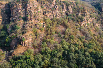 Landscape of Ranthambore, India. Lonely tree