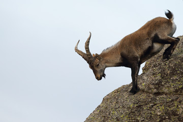 iberian wild goat