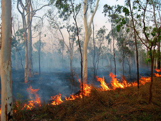 fire in the forest
