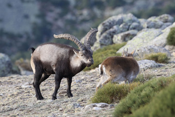 iberian wild goat