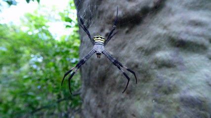 andrew cross spider