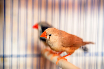 Zebra finches sitting on a perch in a cage