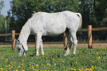 A gray horse stands sideways and eats grass on a meadow