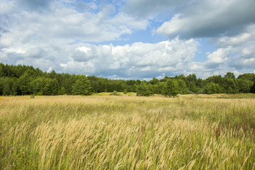 Wild meadow and forest