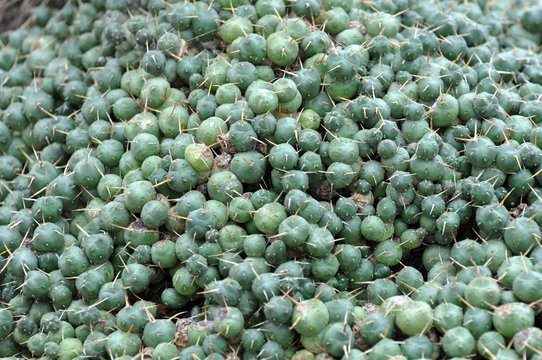 Tephrocactus blancii
