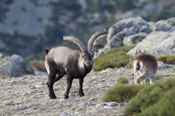 iberian wild goat