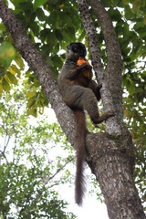 Brauner Maki in Madagaskar