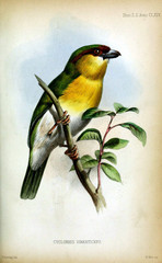 Illustration of birds. 