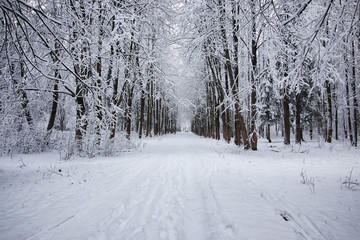 winter forest covered snow