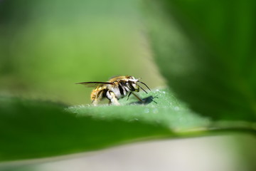 Anthidium 