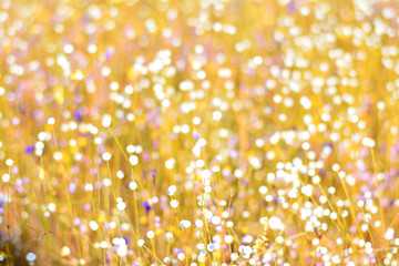 White and blue bokeh from Eriocaulon decangulare fields.