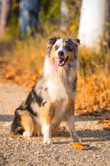 australian shepherd dog puppy water work