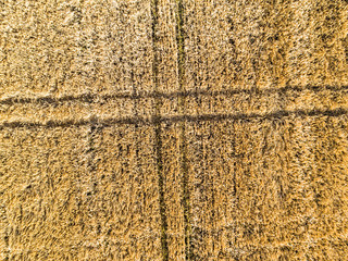 Wheat field from high, aerial view