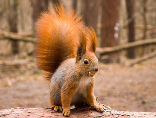 Squirrel in the forest