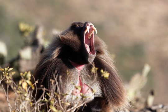 male gelada baboon (Theropithecus gelada) showing his teeth