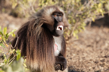 male gelada baboon (Theropithecus gelada) showing his teeth