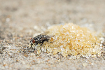 Fly eating brown and white sugar