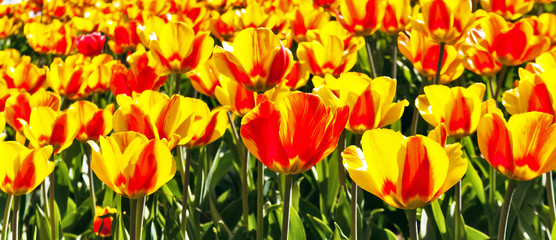 Tulip flowers red and yellow field and blue sky landscape Holland.