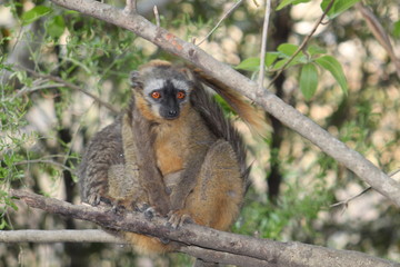 Rotstirnmaki in Madagaskar