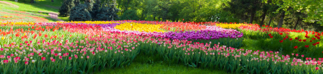 Tulip flowers red and yellow field and blue sky landscape Holland.