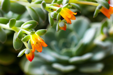 closeup of succulent plant with flowering Succulent.