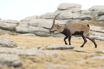 Naklejka premium iberian wild goat
