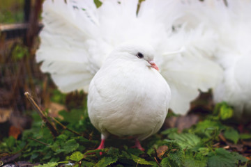 pigeons in cages on display